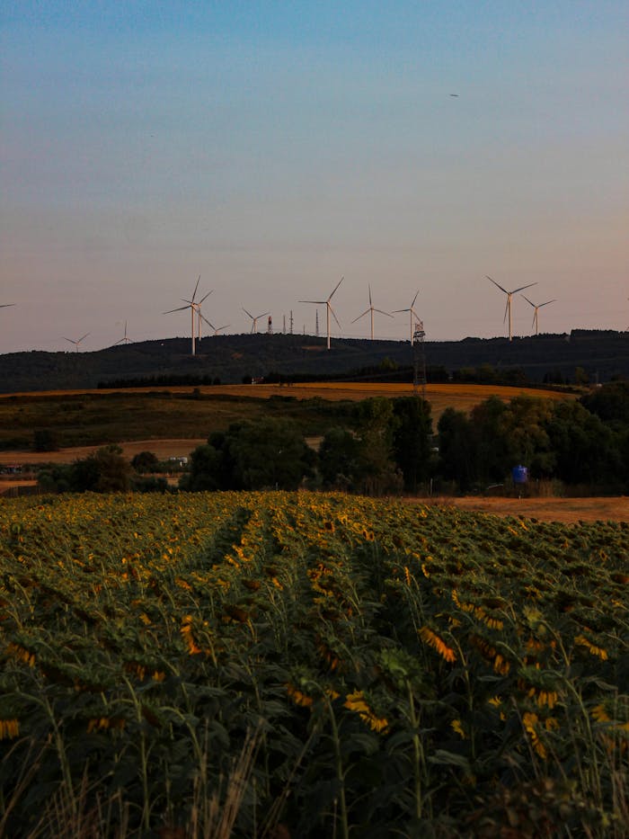 A field of sunflowers with wind turbines in the background